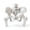 Merinden Female Pelvis Model Life‑Size with Elastic Cords-1