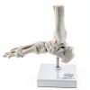 Evotech Scientific Human Foot Skeleton Model Bone Cast Flexible Joint-8