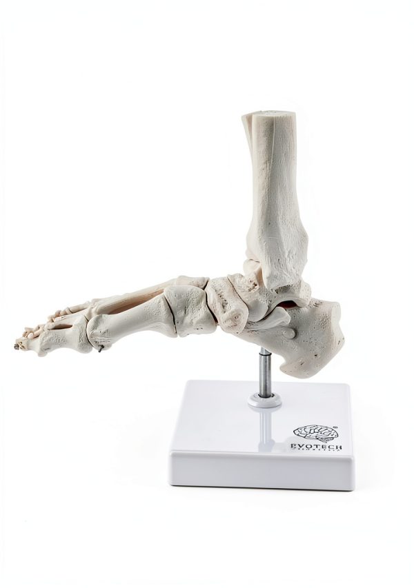 Evotech Scientific Human Foot Skeleton Model Bone Cast Flexible Joint-8