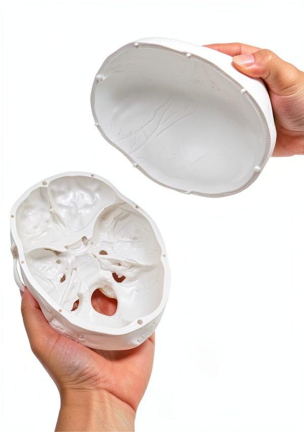 Medarchitect White Skull Anatomical Model UL105 Wall Mount-4