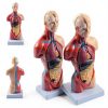 Human Torso Model 10.5 Inch 15‑Part Anatomical Set by breesky Red-2