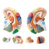 2X Life-Size Brain Model HYTRDFS Anatomical Model with Color Labels-2