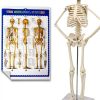 Human Skeleton Model NEW HORIZON Hand Painted Educational Anatomical-1