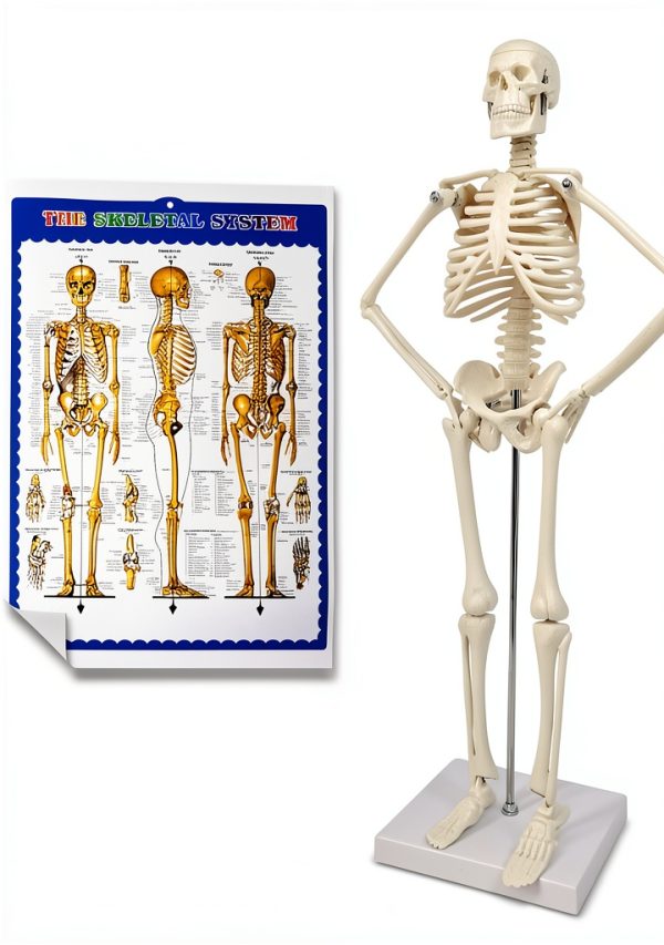 Human Skeleton Model NEW HORIZON Hand Painted Educational Anatomical-1