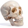 Medarchitect White Skull Anatomical Model UL105 Wall Mount-3