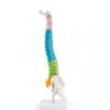 Ruiishunyy Mini Spine Model 1/2 Scale Anatomical Display-2