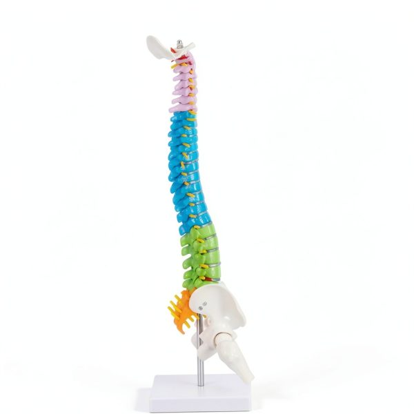 Ruiishunyy Mini Spine Model 1/2 Scale Anatomical Display-2