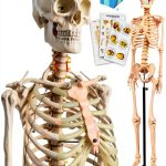 Human Skeleton Model 70" Life Size PVC Kit with Rolling Base-0