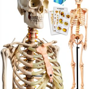 Human Skeleton Model 70" Life Size PVC Kit with Rolling Base-0