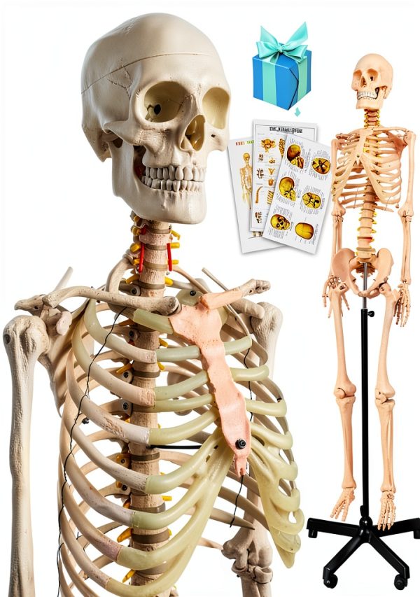 Human Skeleton Model 70" Life Size PVC Kit with Rolling Base-0