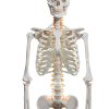 Breesky 70.8 Inch Human Skeleton Model with Articulated Bones-3