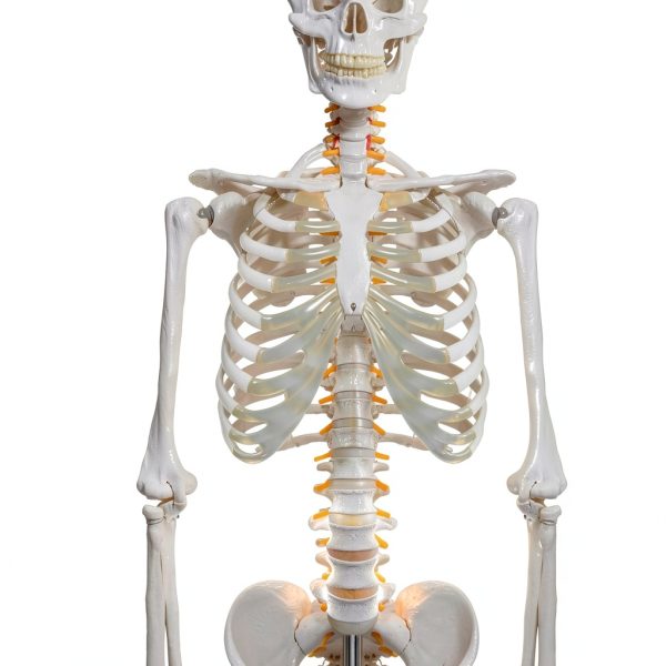 Breesky 70.8 Inch Human Skeleton Model with Articulated Bones-3