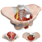 Benilev Female Pelvic Floor Model Life Size Anatomical Aid NA586-0