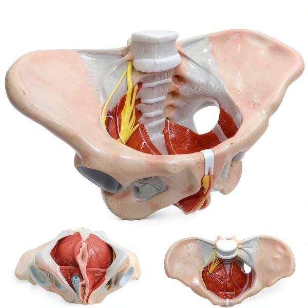 Benilev Female Pelvic Floor Model Life Size Anatomical Aid NA586-0