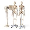 Life Size Human Skeleton 70.8in GOFLAME Model with Rolling Stand-3