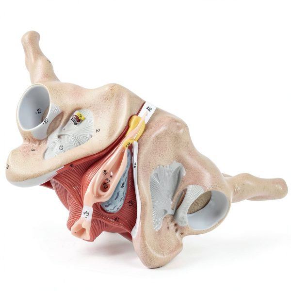 Benilev Female Pelvic Floor Model Life Size Anatomical Aid NA586-5