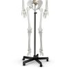 Breesky 70.8 Inch Human Skeleton Model with Articulated Bones-5