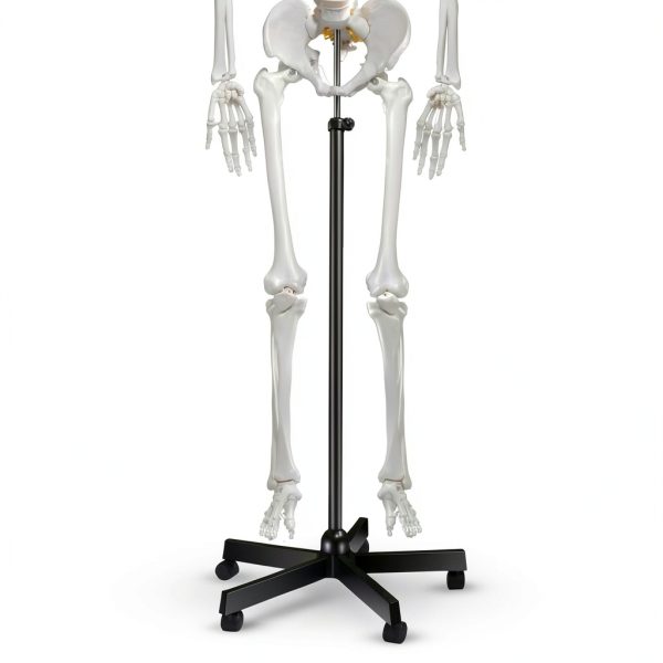 Breesky 70.8 Inch Human Skeleton Model with Articulated Bones-5