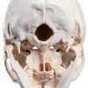 Medarchitect White Skull Anatomical Model UL105 Wall Mount-2