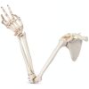 Human Upper Limb Skeleton Model EVOTECH SCIENTIFIC PVC Life Size Arm-1