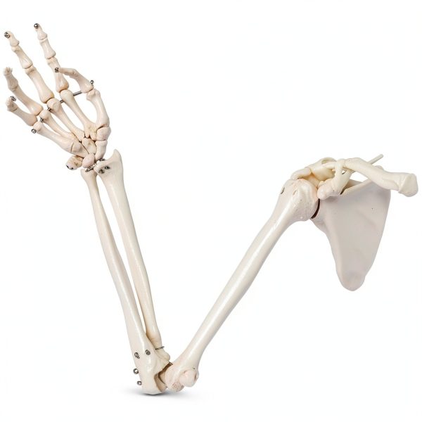 Human Upper Limb Skeleton Model EVOTECH SCIENTIFIC PVC Life Size Arm-1