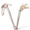 Human Upper Limb Skeleton Model EVOTECH SCIENTIFIC PVC Life Size Arm-0