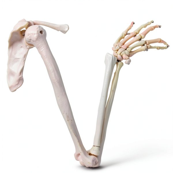 Human Upper Limb Skeleton Model EVOTECH SCIENTIFIC PVC Life Size Arm-0