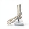 Evotech Scientific Human Foot Skeleton Model Bone Cast Flexible Joint-6