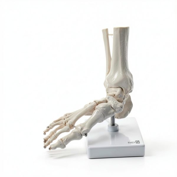 Evotech Scientific Human Foot Skeleton Model Bone Cast Flexible Joint-6