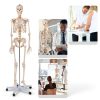 Life Size Human Skeleton 70.8in GOFLAME Model with Rolling Stand-5