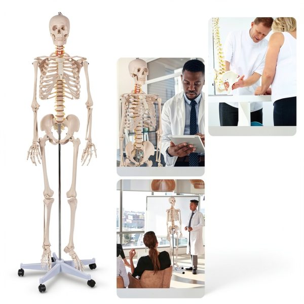 Life Size Human Skeleton 70.8in GOFLAME Model with Rolling Stand-5