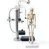 Pipilily Mini Skeleton Model Adjustable Plastic Human Figure 7.8 Inch-2