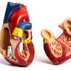 Heart Anatomical Model 2‑Piece PVC Educational Set by QWORK Red-3