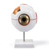 Wadoy Eye Anatomy Model 6Xeyemodel PVC Non‑Toxic 7‑Part Kit-1