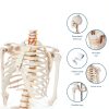 Life Size Human Skeleton 70.8in GOFLAME Model with Rolling Stand-2
