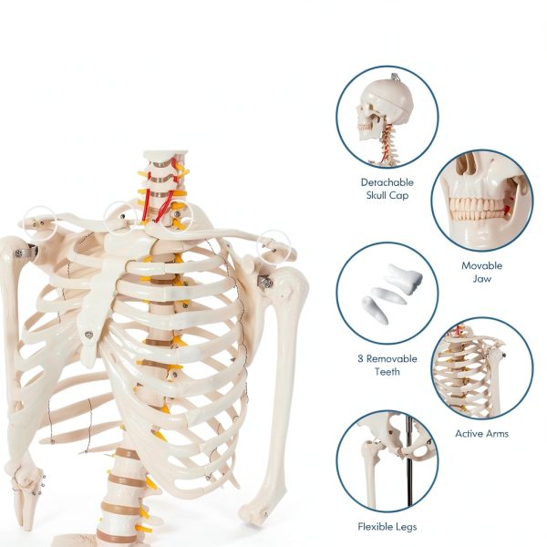 Life Size Human Skeleton 70.8in GOFLAME Model with Rolling Stand-2