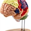 Human Brain Model AnatomyPro with Color‑coded Areas-0