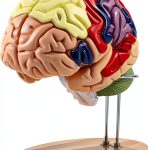 Human Brain Model AnatomyPro with Color‑coded Areas-0