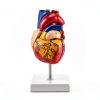 Heart Anatomical Model 2‑Piece PVC Educational Set by QWORK Red-6