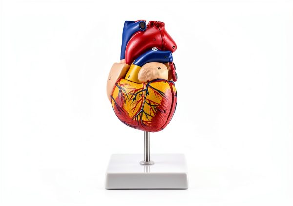Heart Anatomical Model 2‑Piece PVC Educational Set by QWORK Red-6