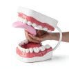 Magnum Mouth Model Ultrassist 6x Enlarged Model with White Hinge-2