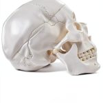 Medarchitect White Skull Anatomical Model UL105 Wall Mount-0