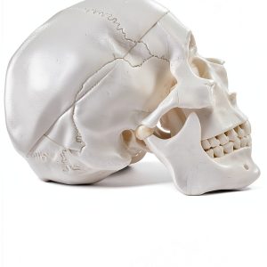 Medarchitect White Skull Anatomical Model UL105 Wall Mount-0