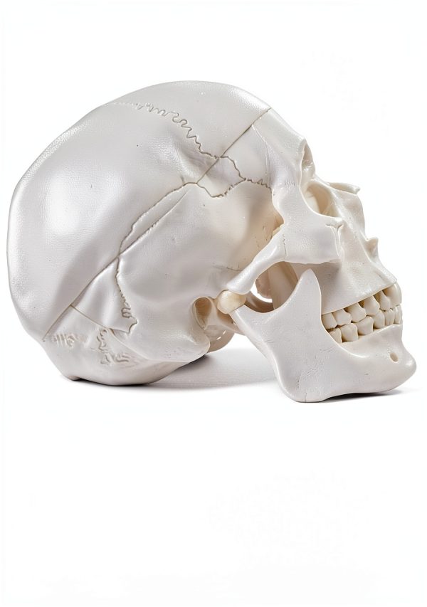 Medarchitect White Skull Anatomical Model UL105 Wall Mount-0