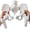 Merinden Female Pelvis Model Life‑Size with Elastic Cords-0