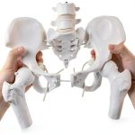 Merinden Female Pelvis Model Life‑Size with Elastic Cords-0