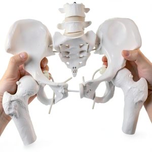 Merinden Female Pelvis Model Life‑Size with Elastic Cords-0