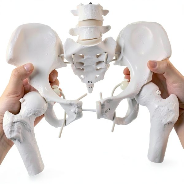Merinden Female Pelvis Model Life‑Size with Elastic Cords-0