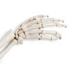 Human Upper Limb Skeleton Model EVOTECH SCIENTIFIC PVC Life Size Arm-5