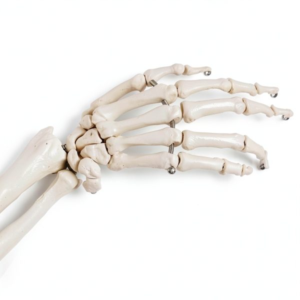 Human Upper Limb Skeleton Model EVOTECH SCIENTIFIC PVC Life Size Arm-5